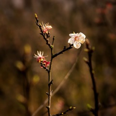 DSC08811_看图王