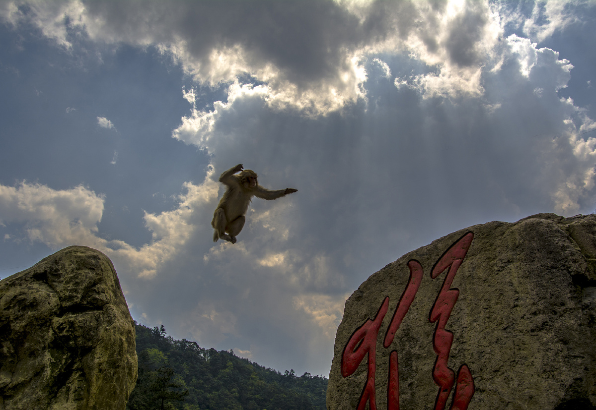 摄于浙江文成省级森林公园猴王谷