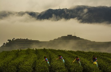 高山云雾茶