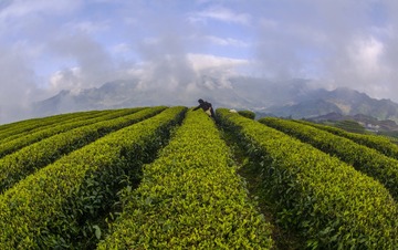 云茶采摘