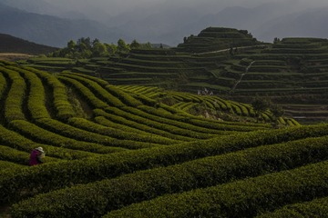 茶园之春
