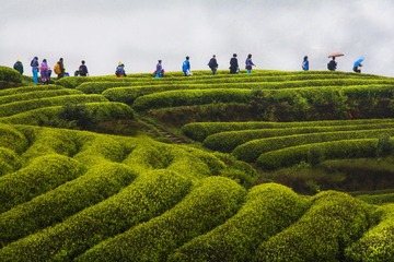 《茶人归》
