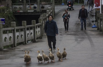 人鸭过街