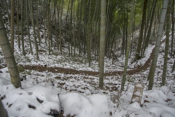 竹林