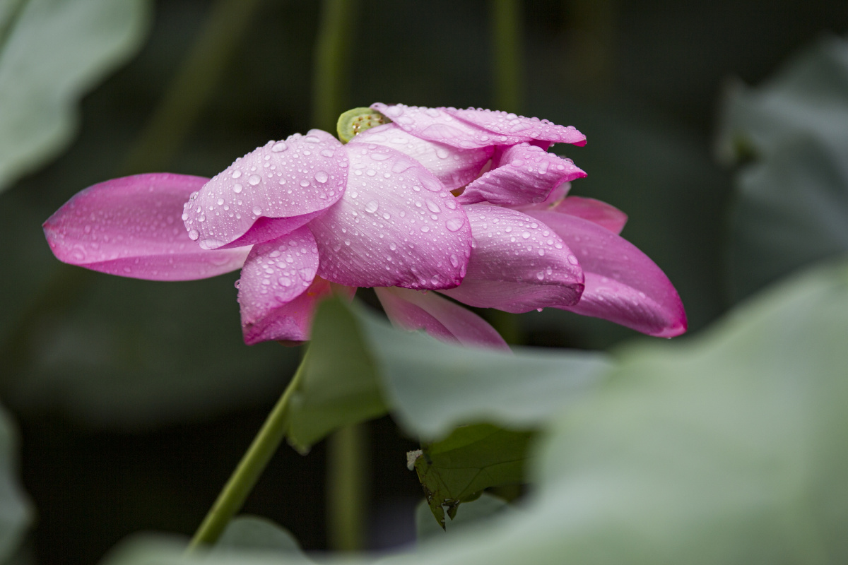 雨天的荷花