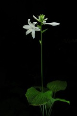 CIMG8566SMALL