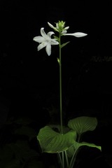 玉簪