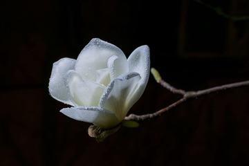 玉兰