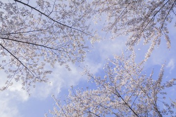 樱花季