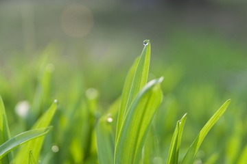 春