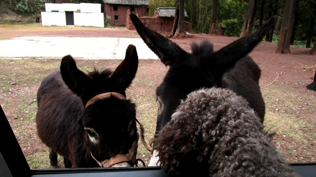 不给吃的不让走