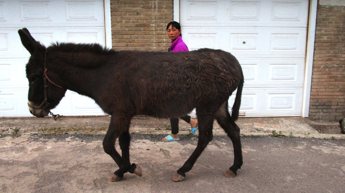 不给吃的不让走