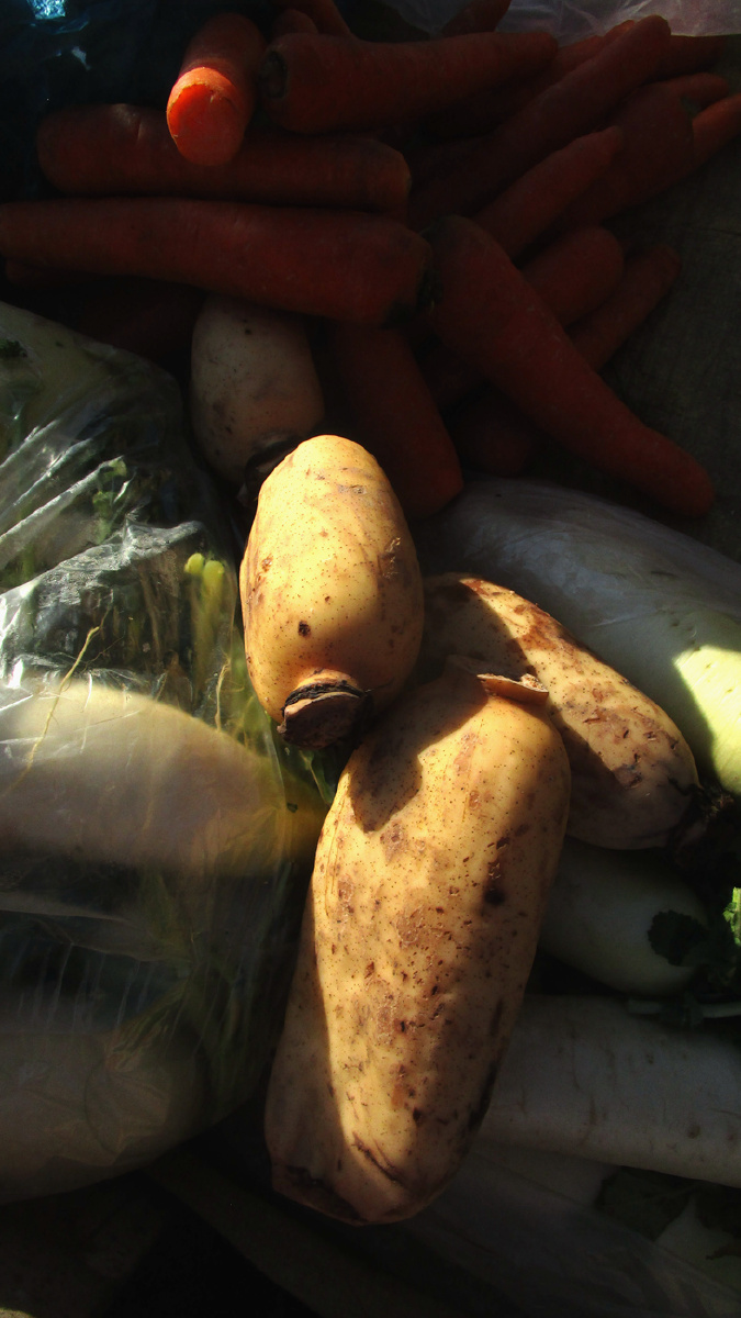 藕和萝卜 - 雀雀菠萝蜜 - 图虫