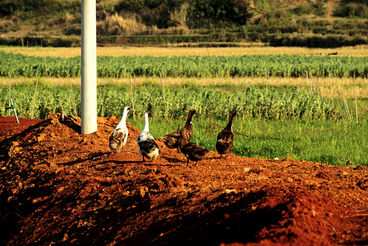 肉鸡养殖当案系同,生态肉鸡养殖模式主要采用专业户和散养模式