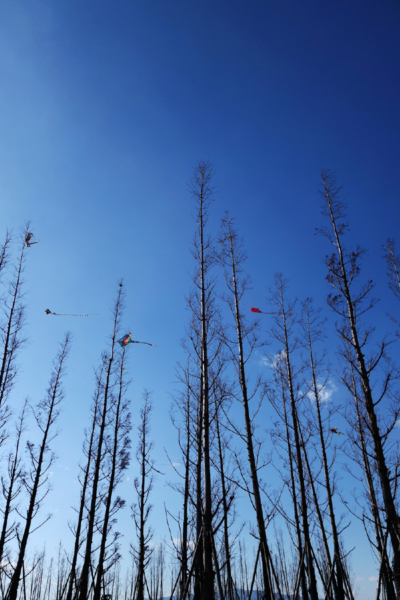 挂在树上的风筝