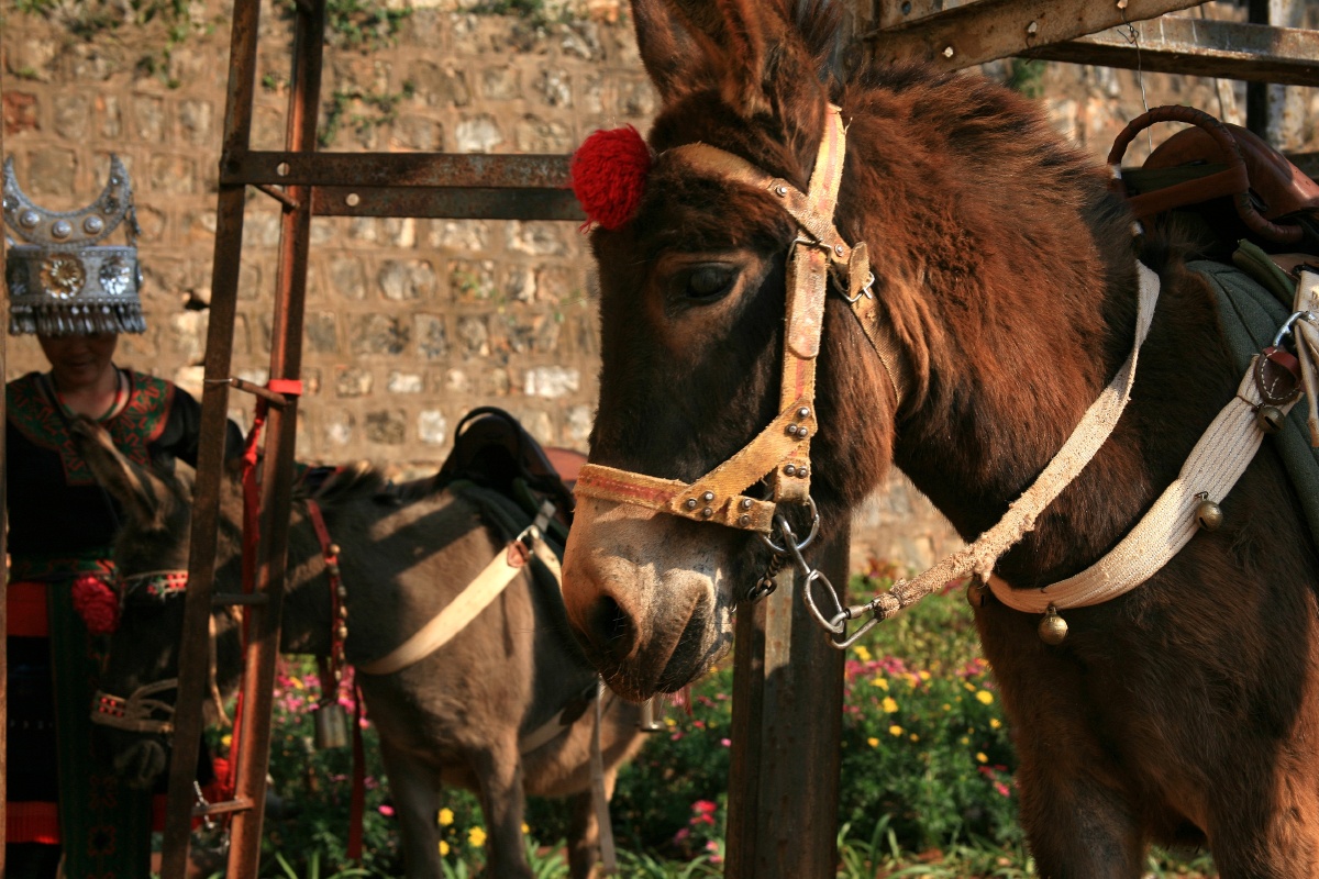 开出租驴店的苗族老板娘