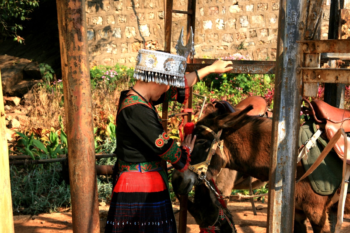 开出租驴店的苗族老板娘
