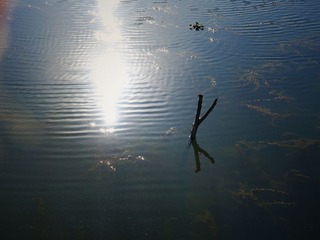 IMG_0232_