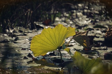 DSC00457_