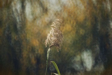 DSC00460_