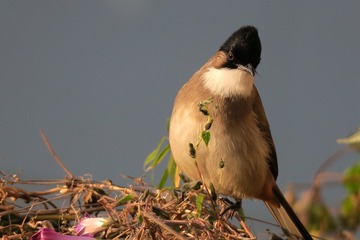 IMG_2706_