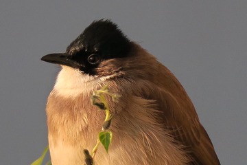 IMG_2721_