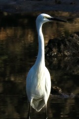 IMG_2286_