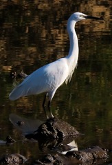 IMG_2508_