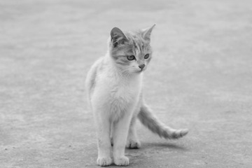 DSC01274_
