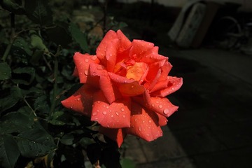 DP1M0625_