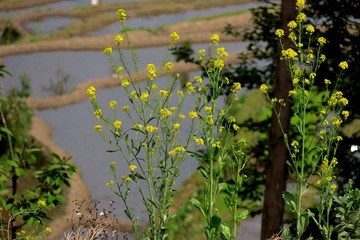 IMG_3712_