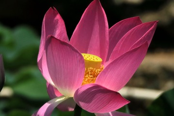 IMG_3930_