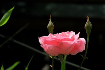 IMG_4303_