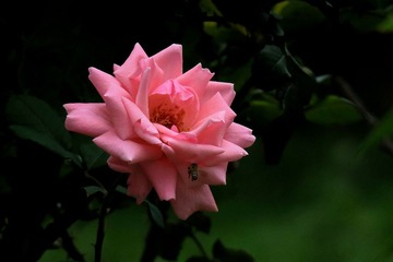 IMG_4289_