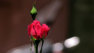 IMG_4279_