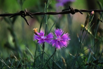 IMG_4337_
