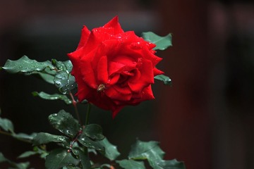 IMG_4505_