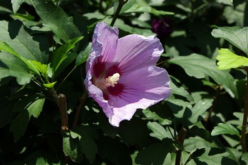 DSC05788_
