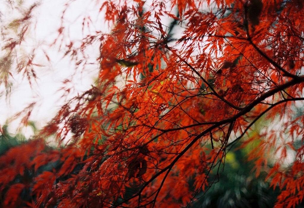 秋枫1