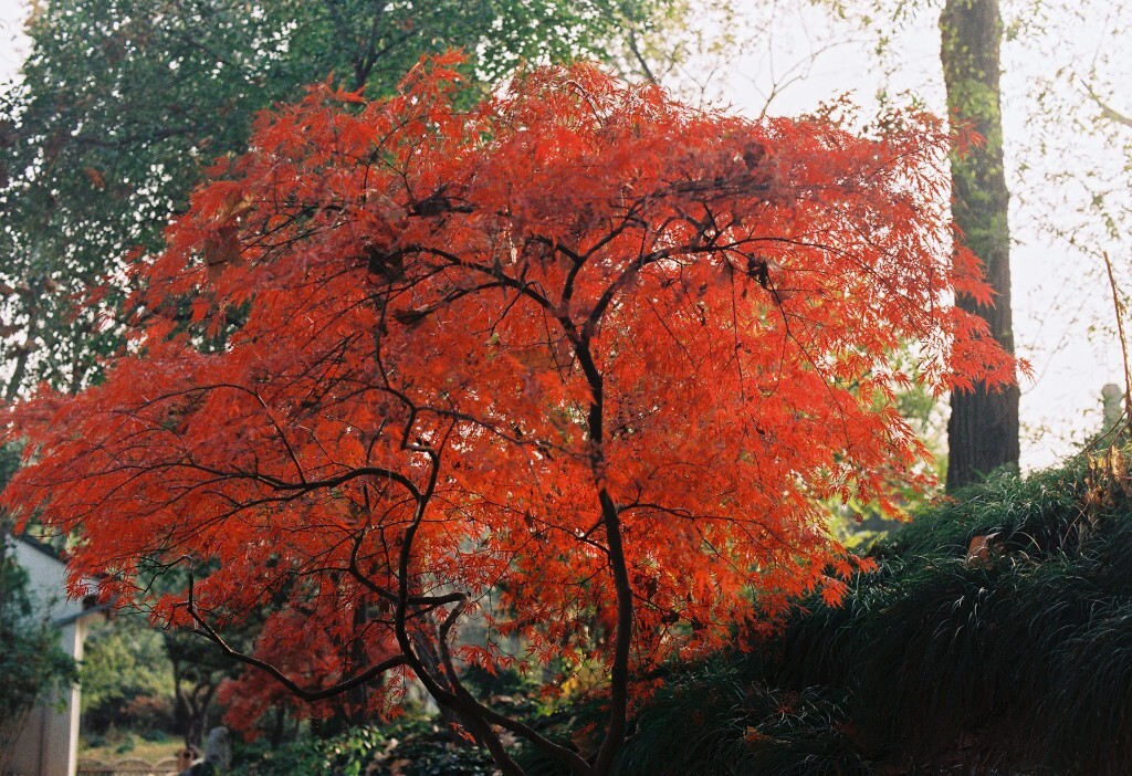秋枫3