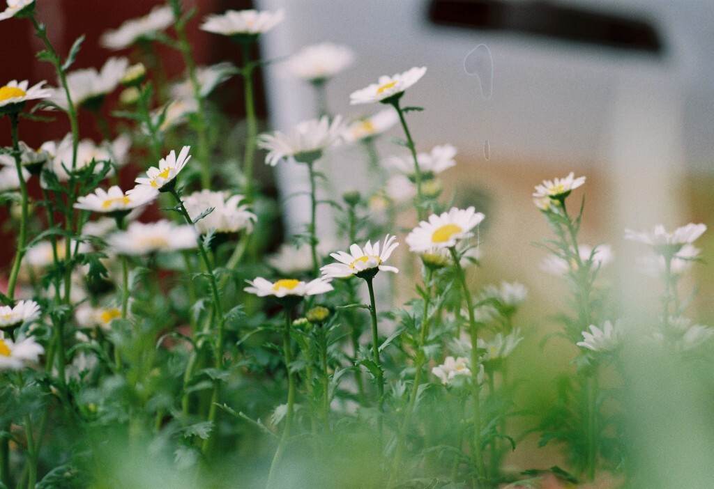 花草3