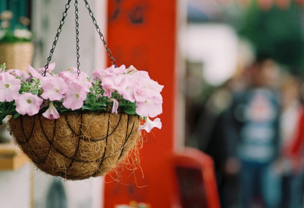 花草4