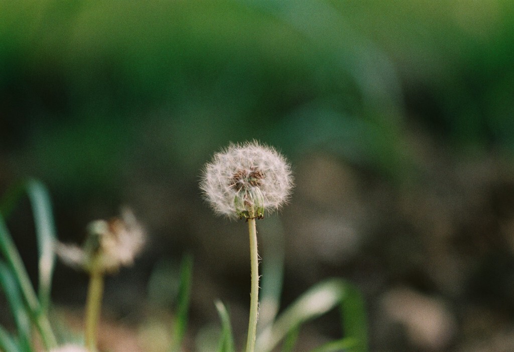 花草6