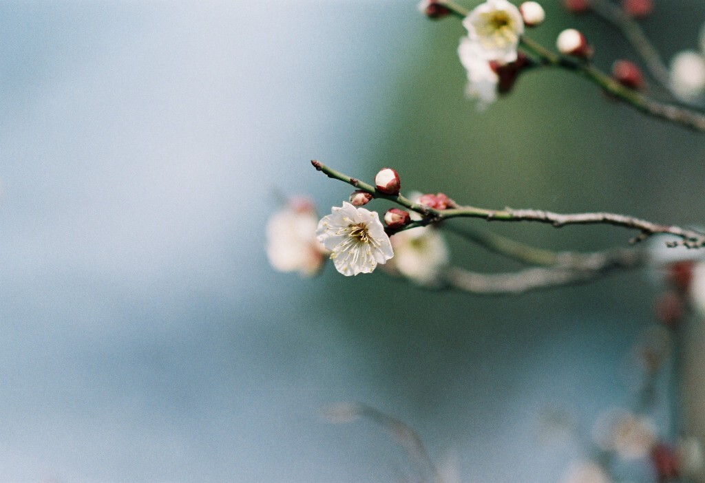 梅花1