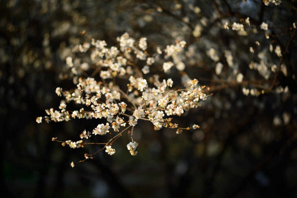 梅花1a