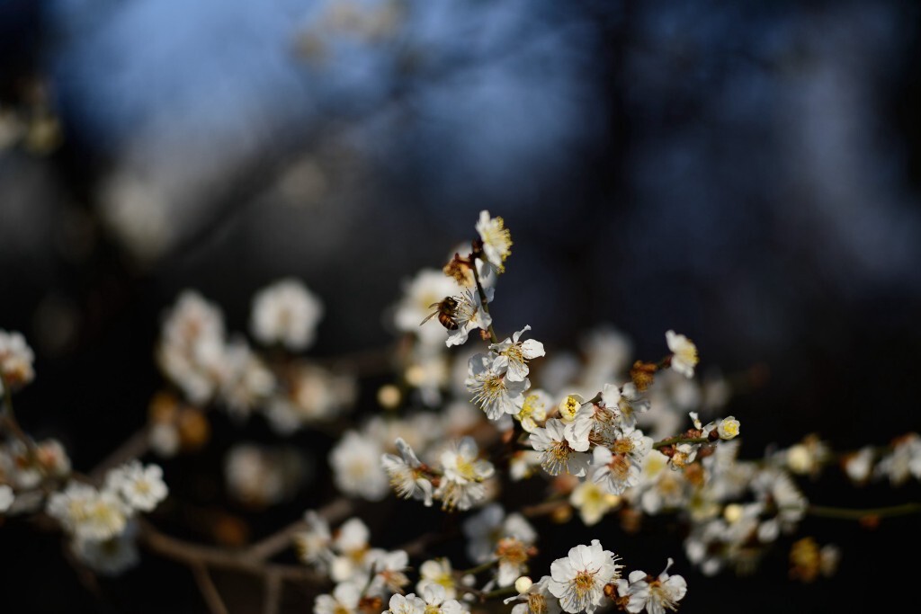 梅花3