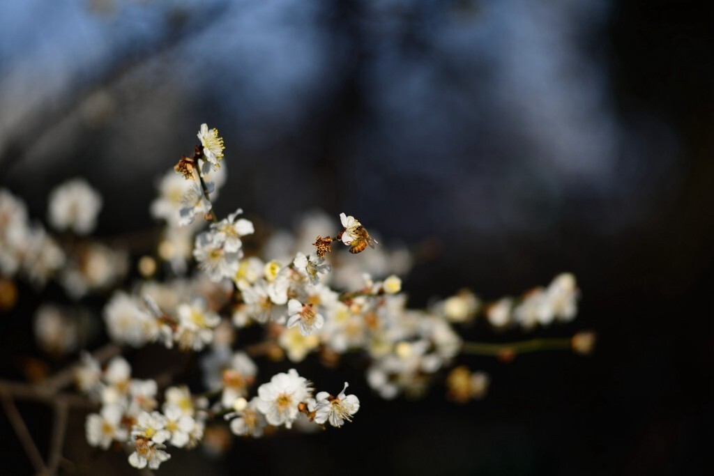 梅花3