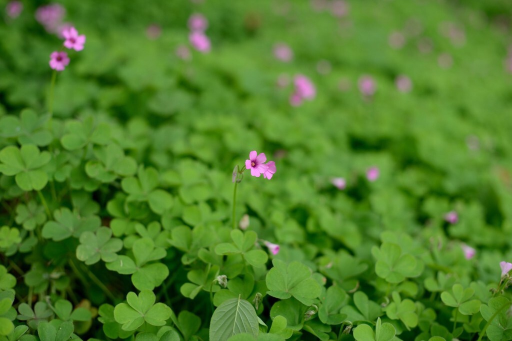 小花1b