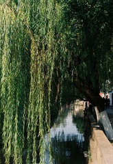 河边垂柳