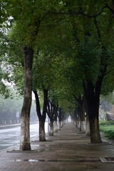 雨 - 树 -